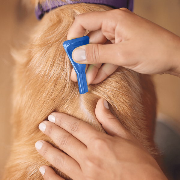 Frontline Spot-on M Pies 10-20 kg, ochrona przeciw pchłom i kleszczom, krople w pipetach, 1,34 ml x 3 szt.