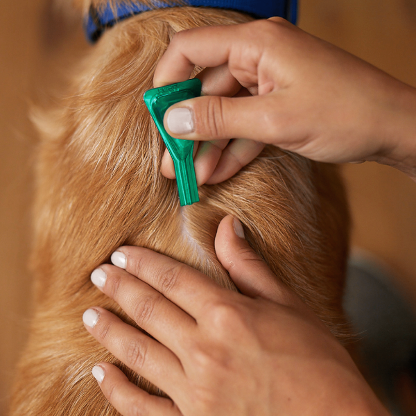 Frontline Combo Spot-on XL Pies powyżej 40 kg, ochrona przeciw pchłom i kleszczom, krople w pipetach, 4,02 ml x 3 szt.